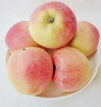 fresh Gala apple factory