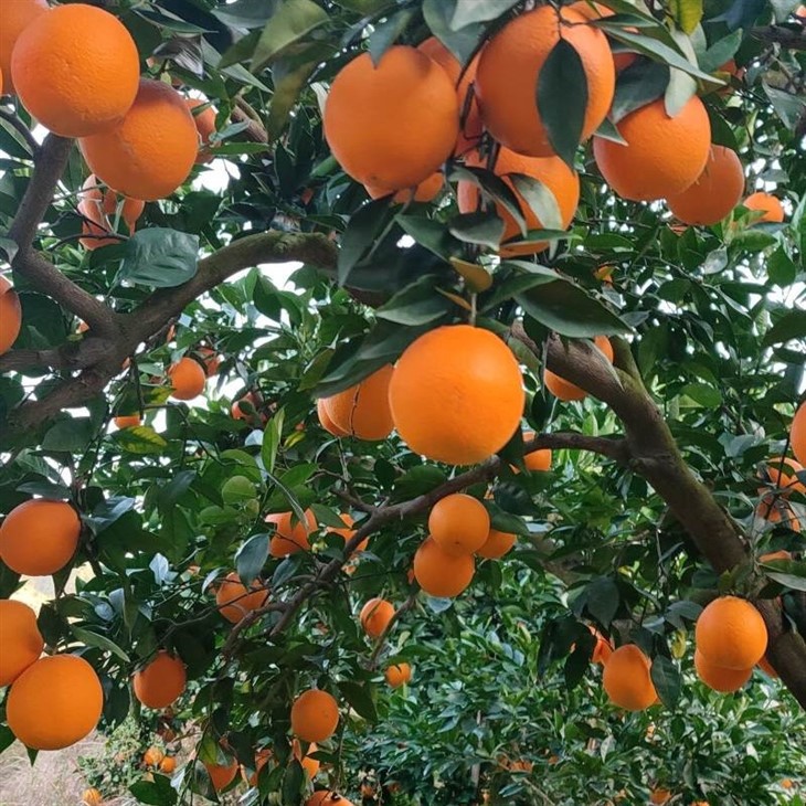 Class 1 New Hall Navel Orange best