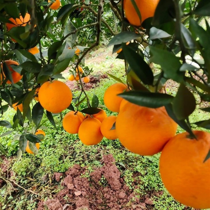 Class 1 New Hall Navel Orange best