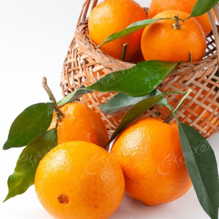 Class 1 New Hall Navel Orange best