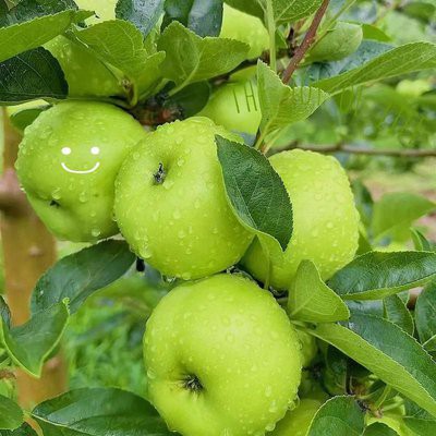 Delicious Green Apples factory