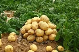 Export Agricultural Products Potatoes suppliers