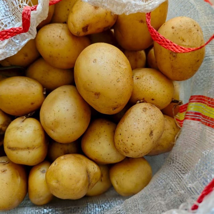 Export Fresh Potatoes To Southeast Asia suppliers