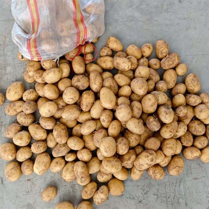 Export Fresh Potatoes To Southeast Asia price