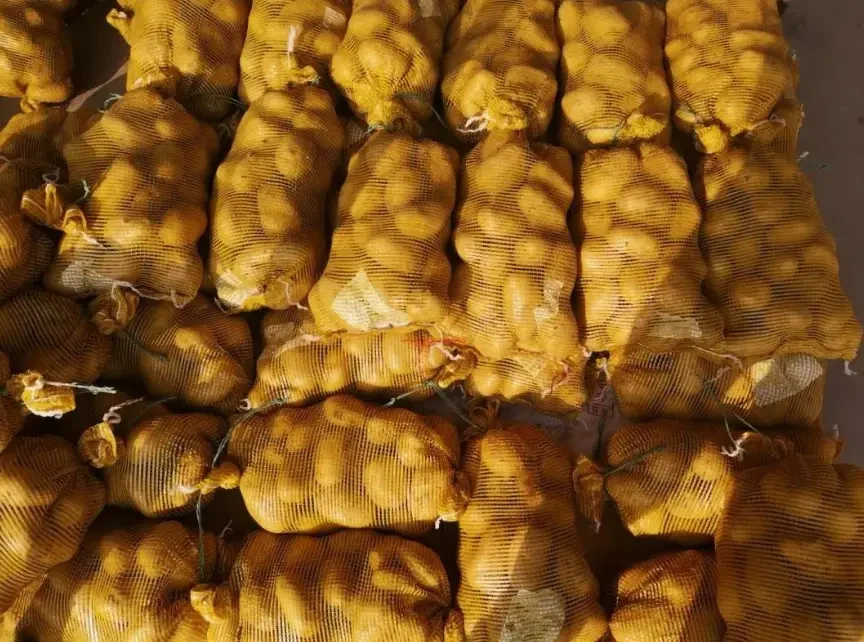 new crop yellow potato high quality