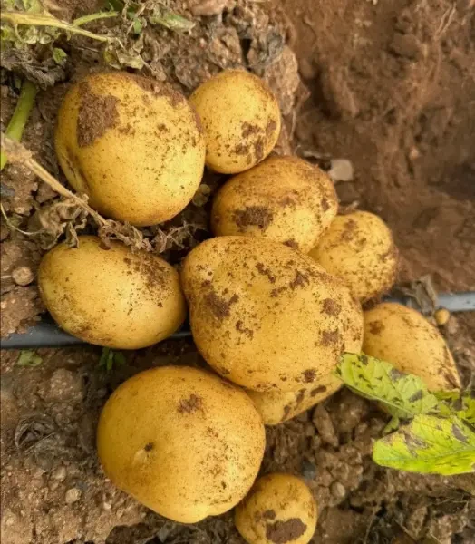Exporting High Quality Fresh Potato From China suppliers