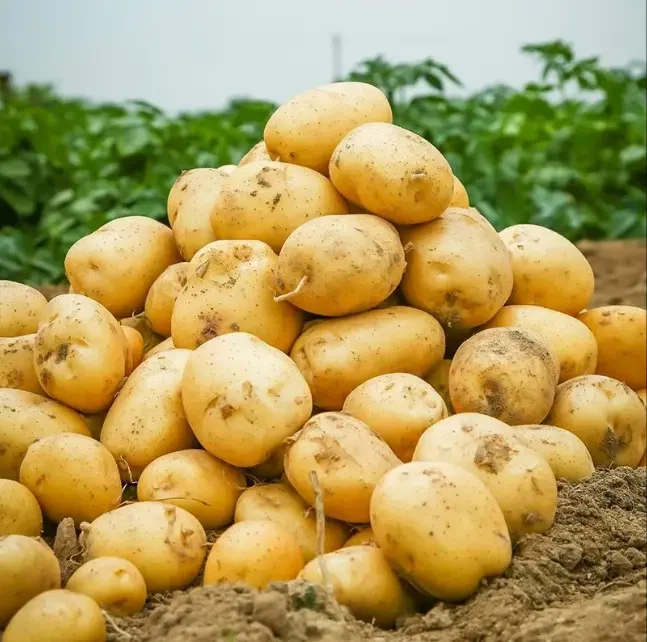 new crop yellow potato factory