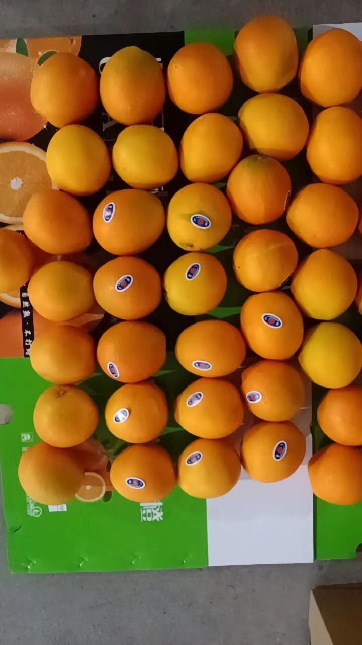 Navel Orange Valencia orange factory
