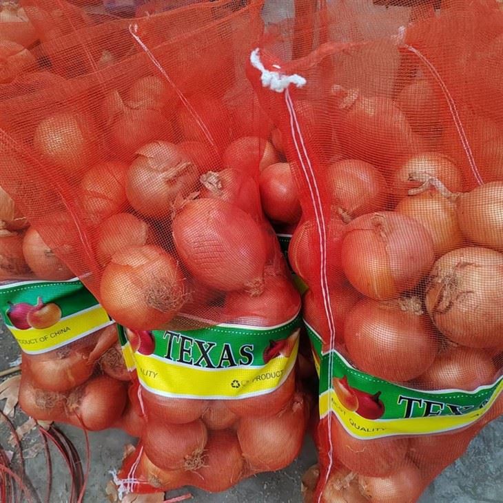 Fresh Onion Yellow Onion best