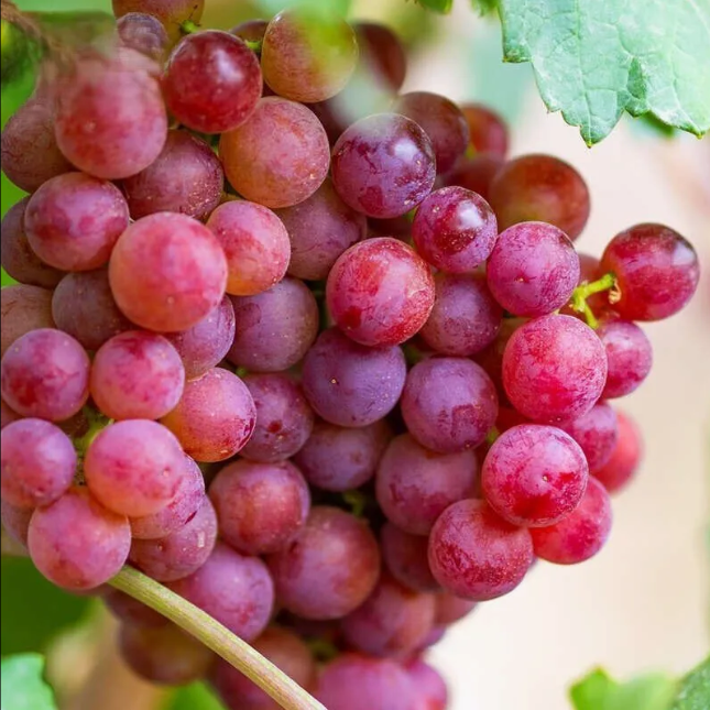 Fresh Red Grape /red Globe Grape /red Crimson Grape factory