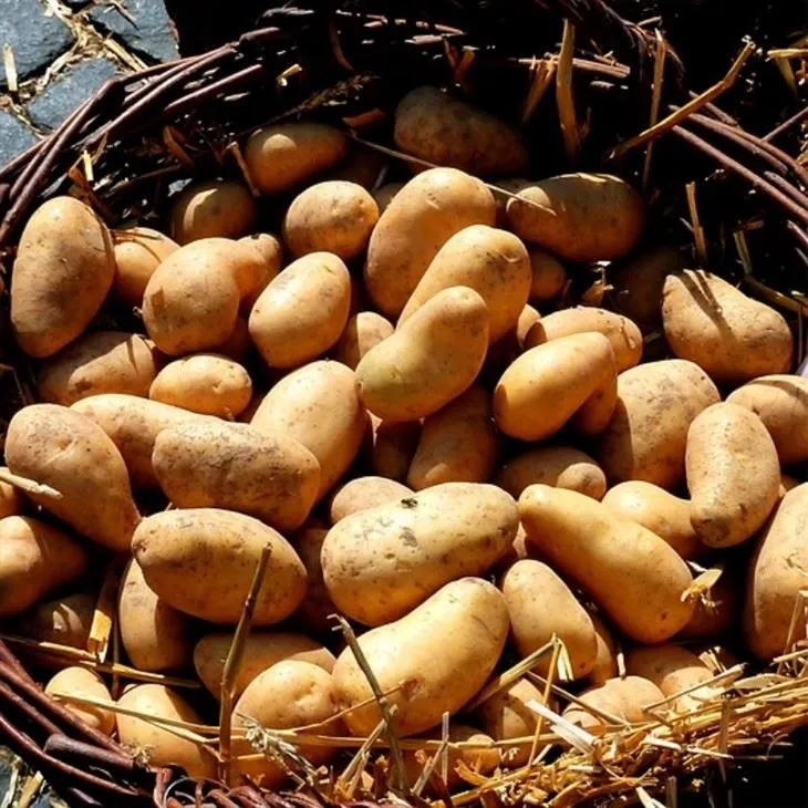 Fresh Vegetable Potato Exporting High Quality factory