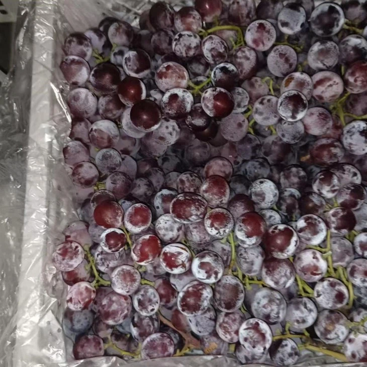 fresh red global grape high quality