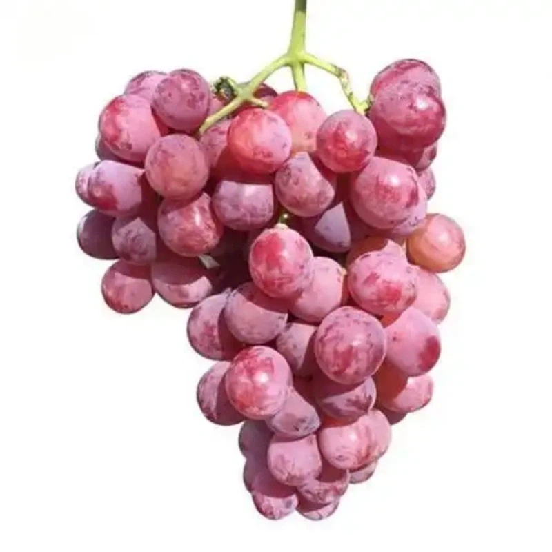 fresh red global grape suppliers