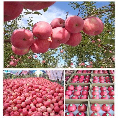 High Quality Fresh Red/FUJI/Gala/Golden/Huaniu Apple suppliers
