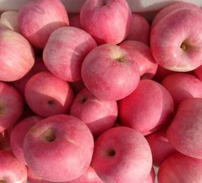 High Quality Fresh Red/FUJI/Gala/Golden/Huaniu Apple best
