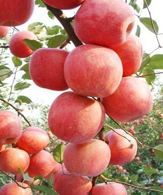 fresh pple suppliers