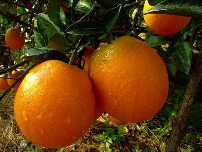 Popular Fruit New Hall Navel Orange best