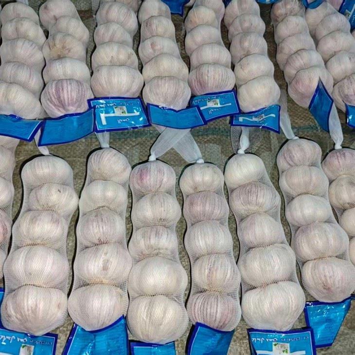 new season fresh garlic best