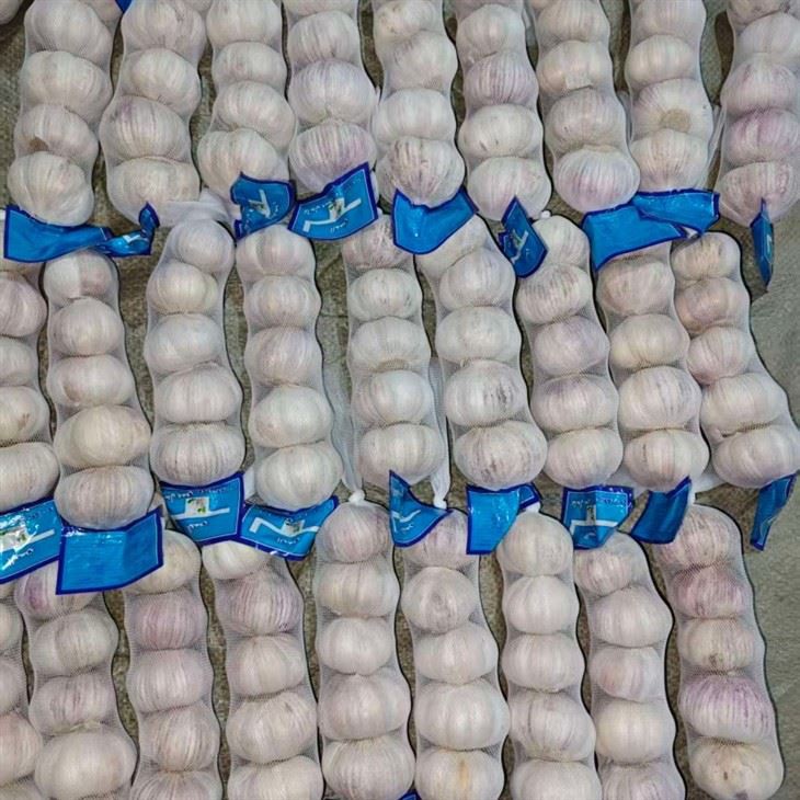 new season fresh garlic high quality