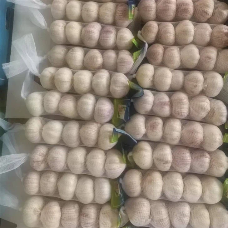 new season fresh garlic suppliers