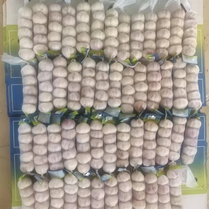 new season fresh garlic factory
