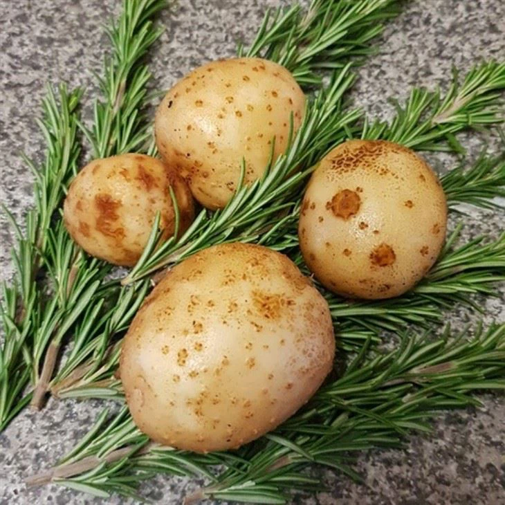 storage fresh potato suppliers