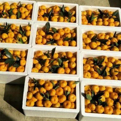 sweet nanfeng orange factory