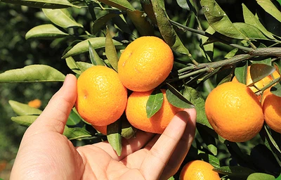 sweet nanfeng orange high quality
