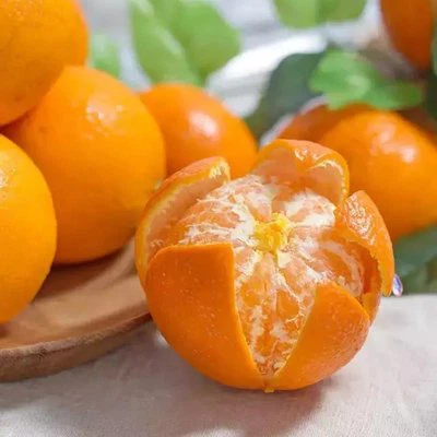 sweet nanfeng orange suppliers