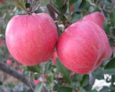 red apple best