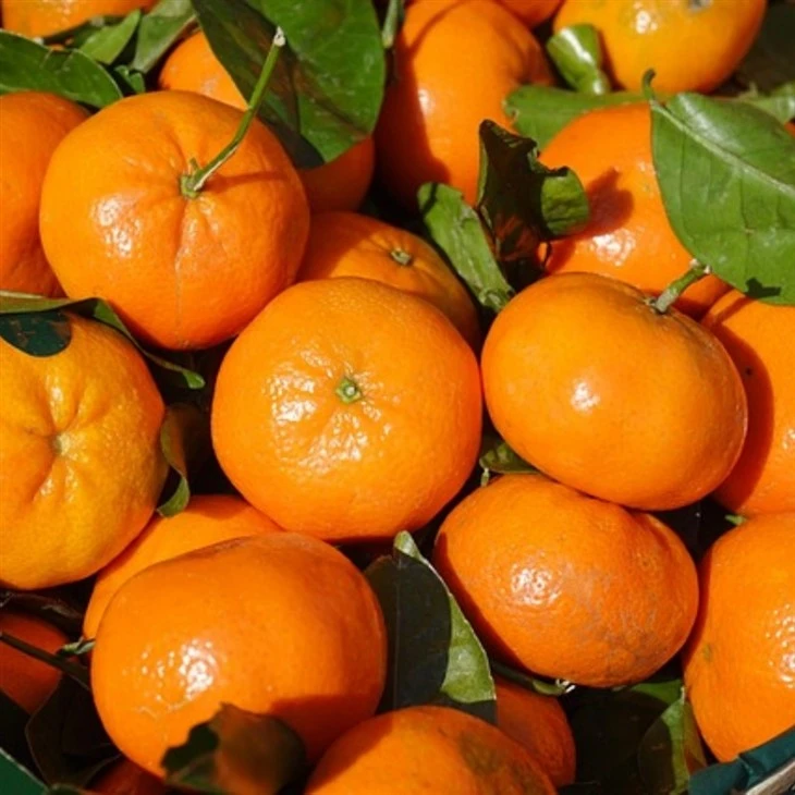 Wogan Mandarin suppliers