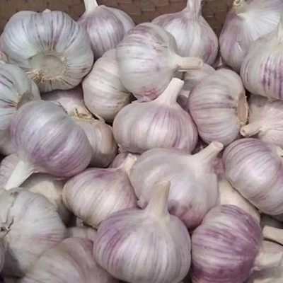 Large Scale Wholesale Garlic Bulbs