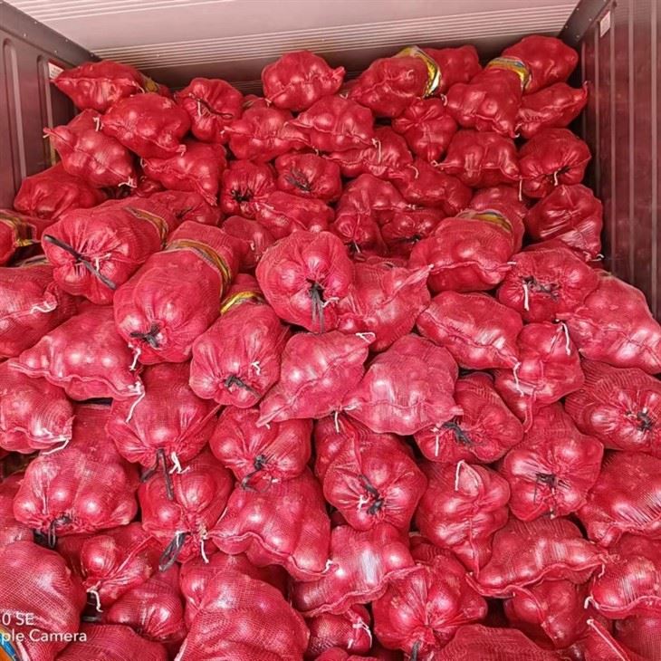 fresh red onion high quality