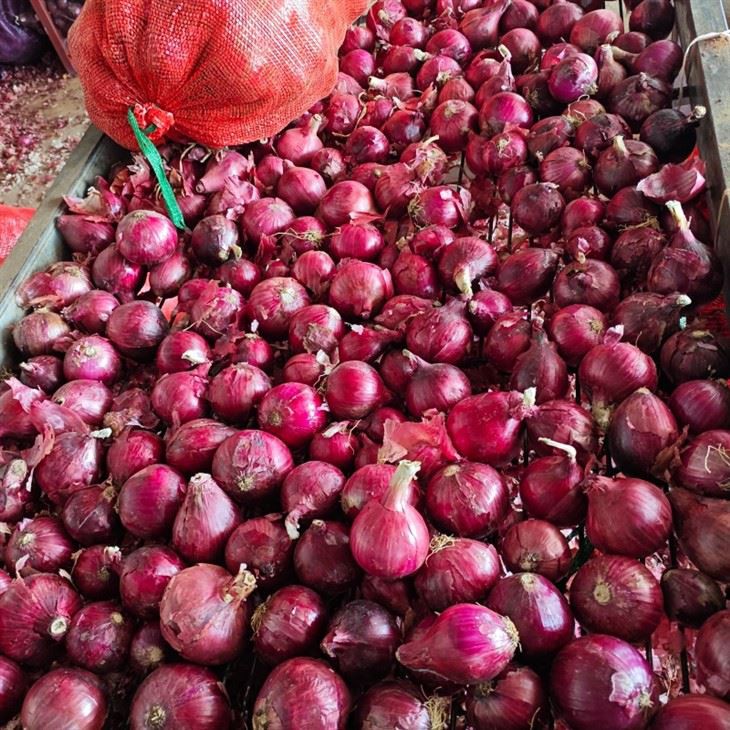 Wholesale Size 4-6cm Fresh Onion factory
