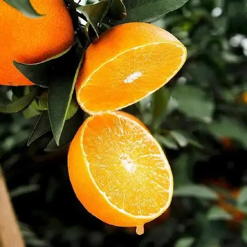 Size 80 Fresh Newhall Navel Orange best