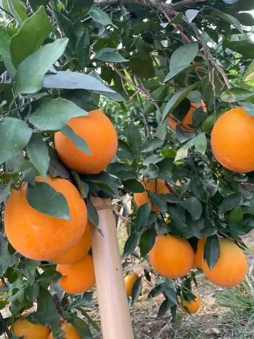 Size 80 Fresh Newhall Navel Orange price