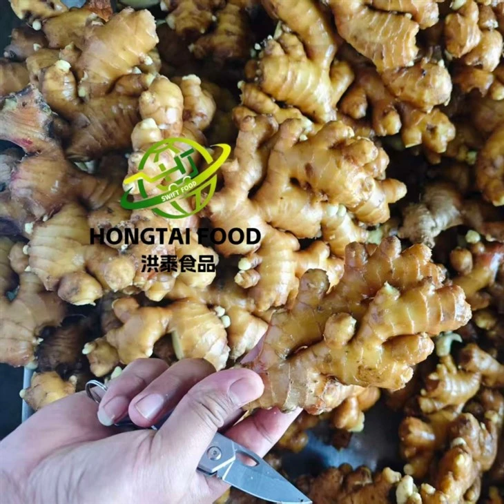 new crop fresh ginger high quality
