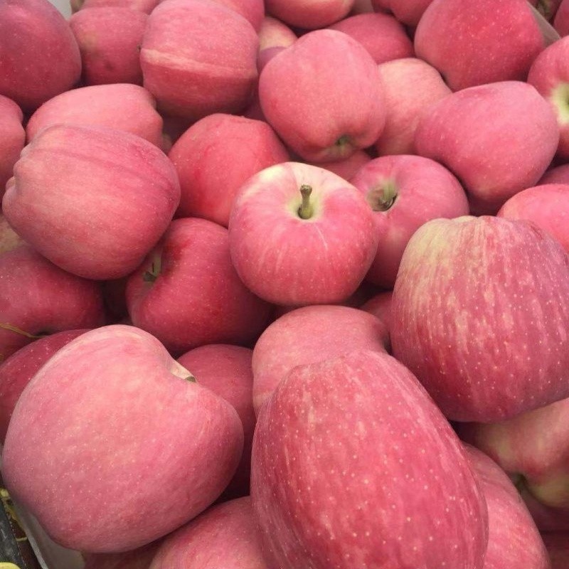 10kgs Red Star Apple factory