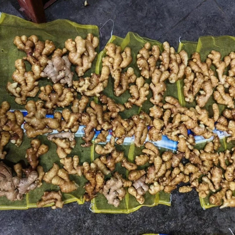 200g Dry Ginger suppliers