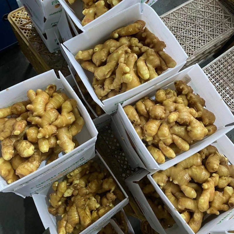fresh ginger with carton factory