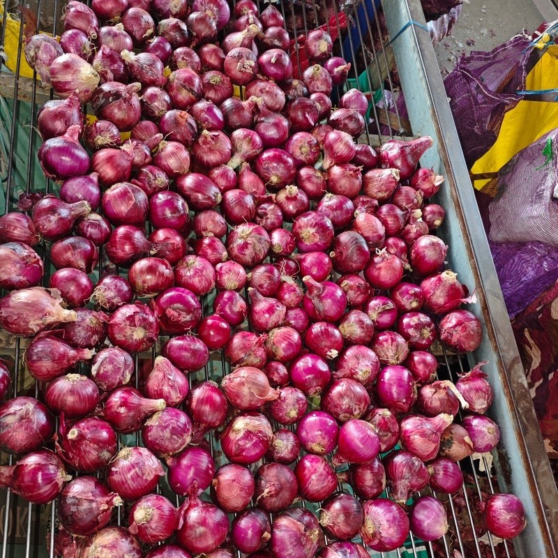 4-6cm Red Onion suppliers