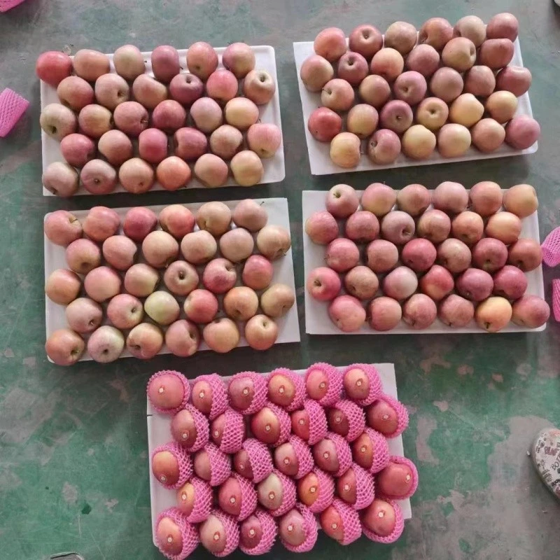 75 Fuji Apple suppliers