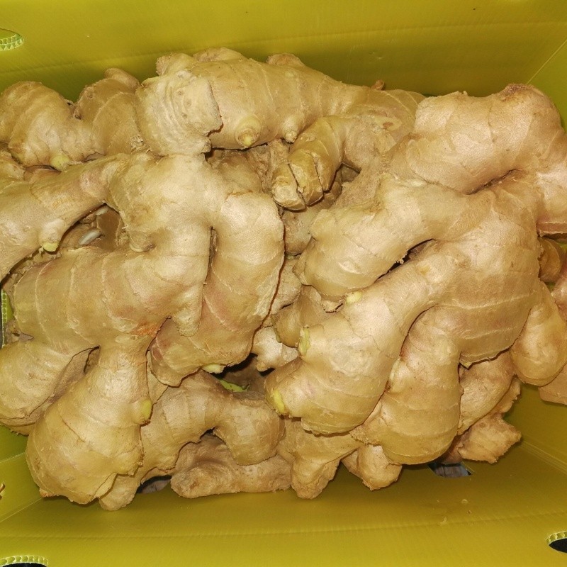 Carton Box Dry Ginger suppliers