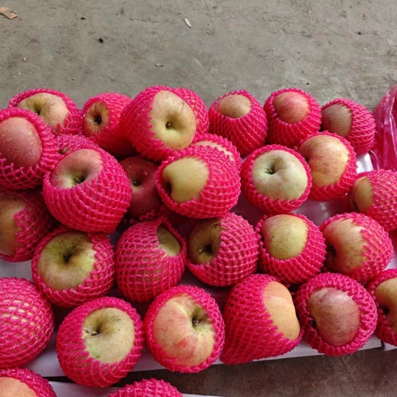 Class 1 Gala Apple suppliers