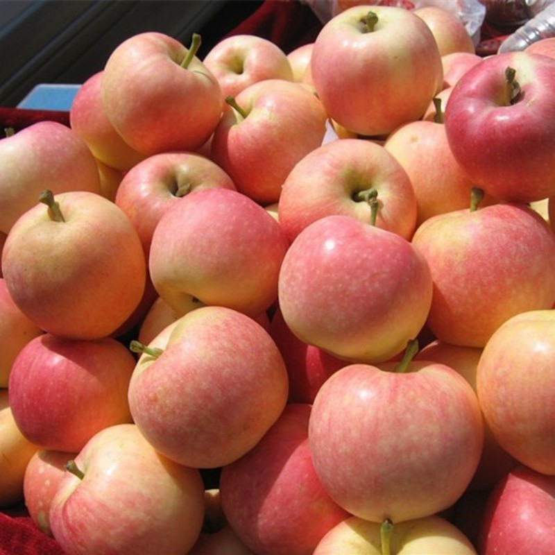 Class 1 Gala Apple high quality