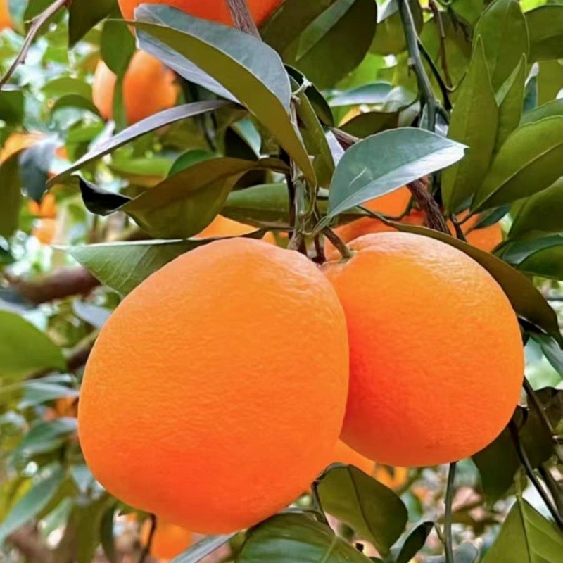 Class 1 New Hall Navel Orange suppliers
