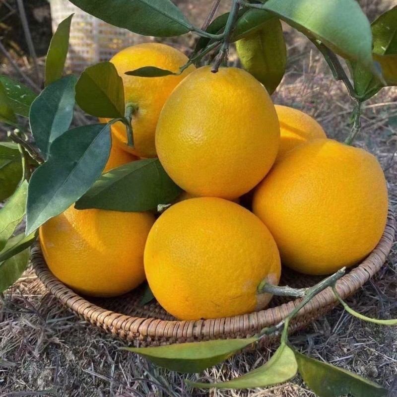 Class 1 New Hall Navel Orange factory