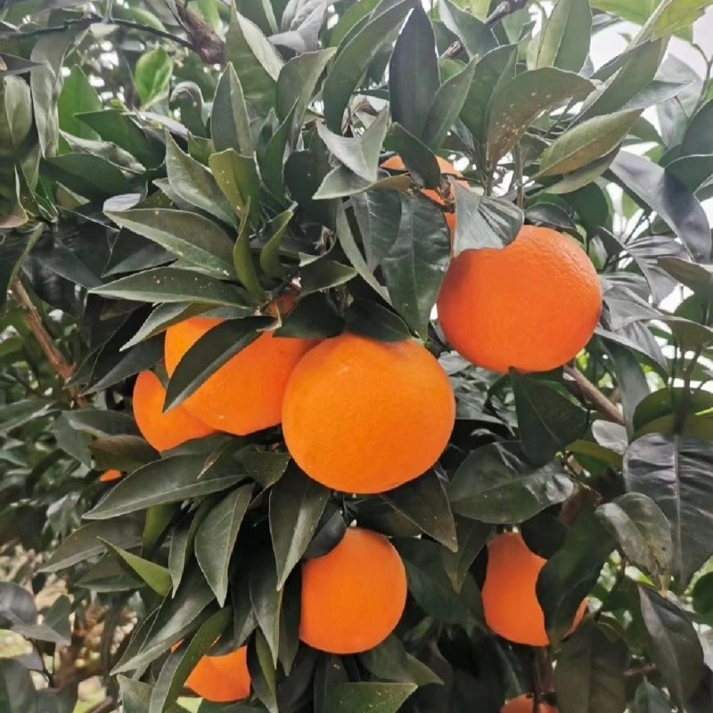Class 1 New Hall Navel Orange high quality