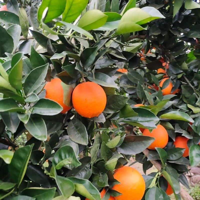 Class 1 New Hall Navel Orange best