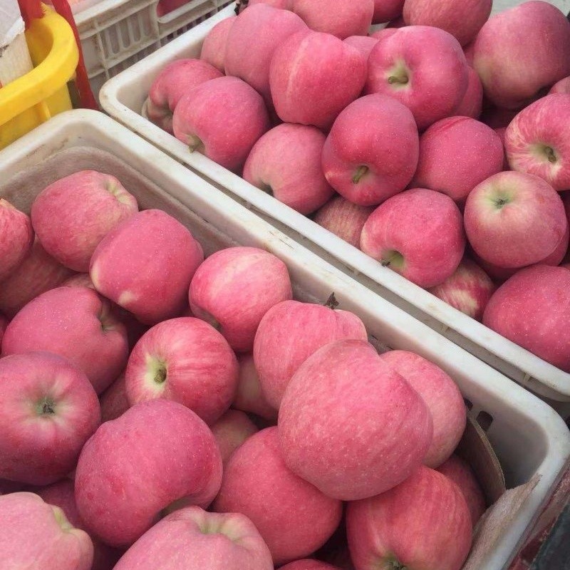 Class 1 Red Star Apple suppliers